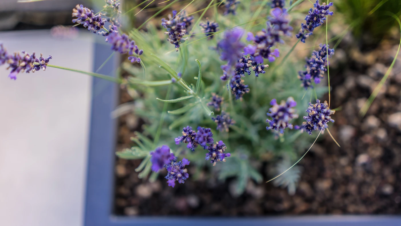 Ehmann-Gartengestaltung-0156