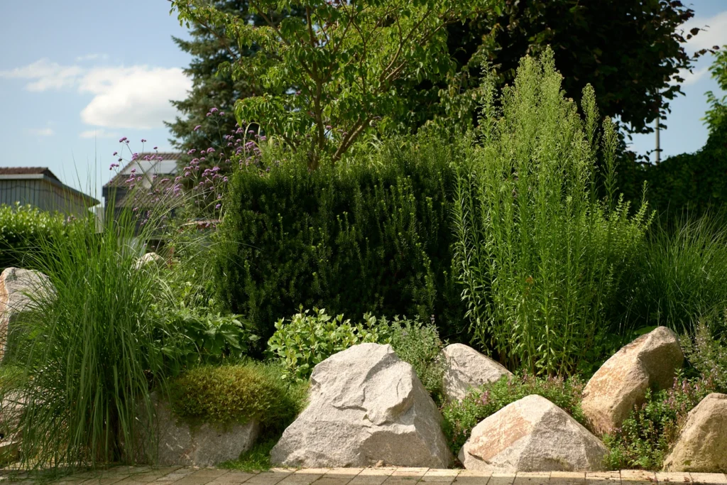 vorgarten_gestaltung-garten_und_landschaftsbau-sch_ne_g_rten-vorgarten_pflanzen-baum_pflege-Ehmann-Gartengestaltung-0017